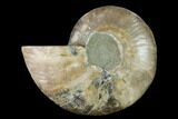 Agatized Ammonite Fossil (Half) - Madagascar #139651-1
